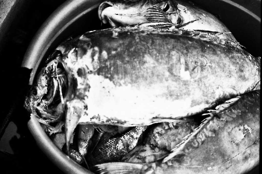 19760601 Kiessee Fischsterben 2