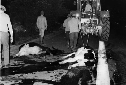 19770622 Unfall Tiere BAB