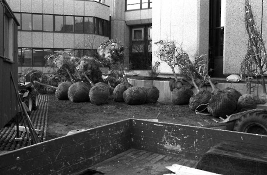 19781120 Bäume Rathaus 1