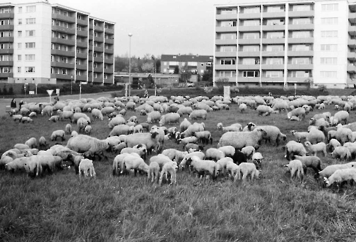 19830320 Schafe, Am Rischen