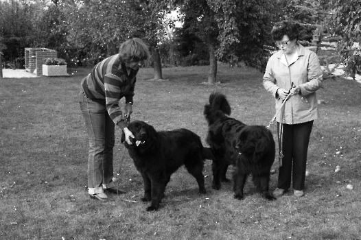 19831012 Neufundländer, Weitemeyer