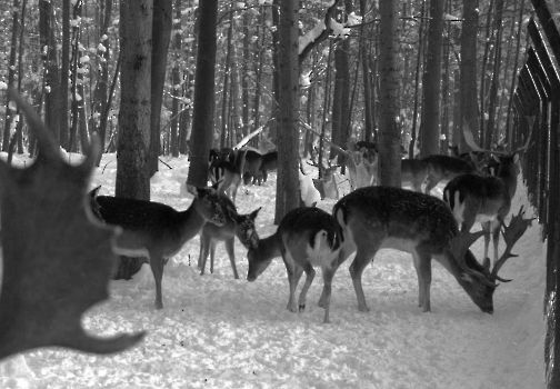 19850118 Wildgatter Kehr