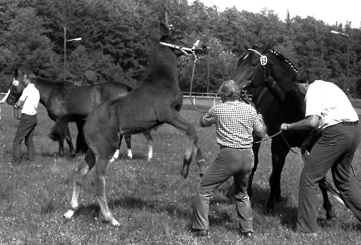19860615 Südhannoversche Fohlenschau