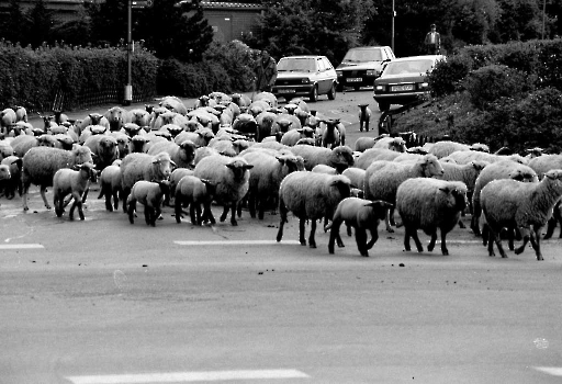 19870513 Schafe Hauptstr. Geismar