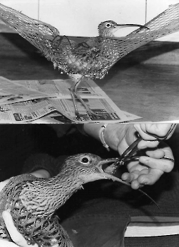 19930224 Brachvogel, Waldschmidt